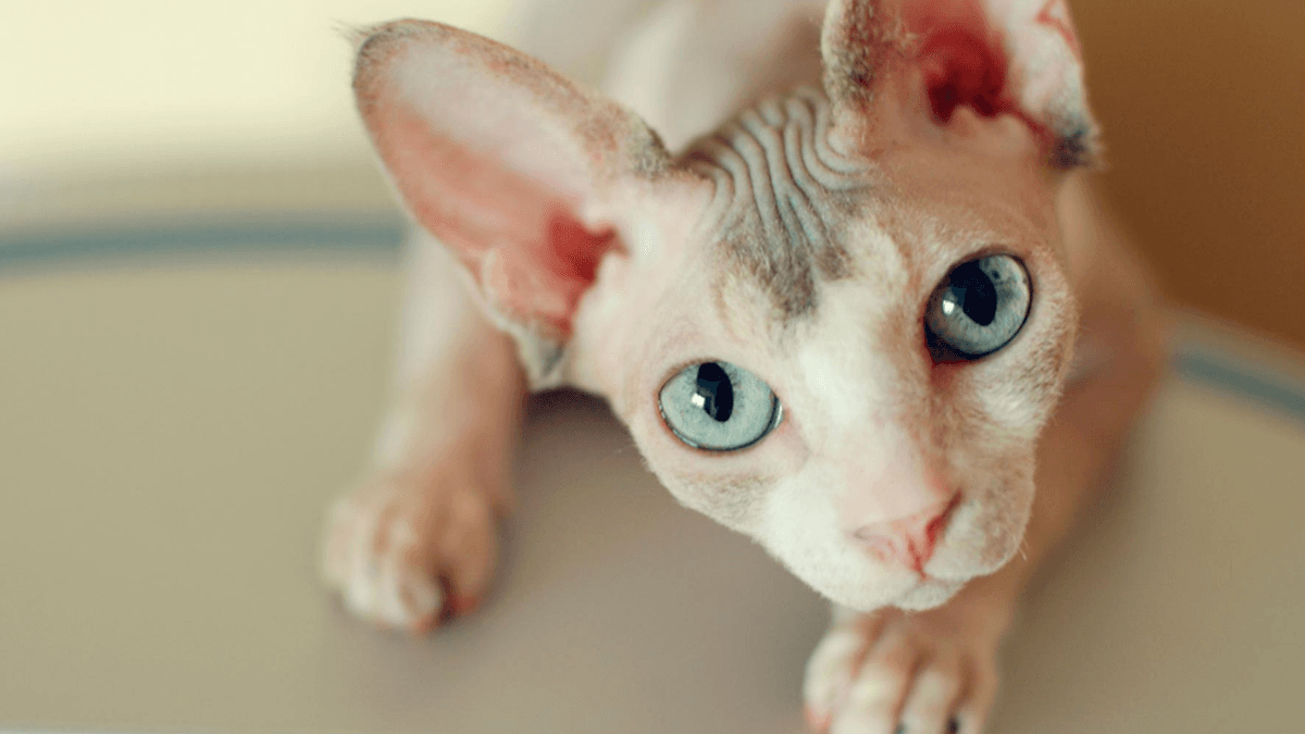 Mujer intenta amamantar a su gato durante un vuelo