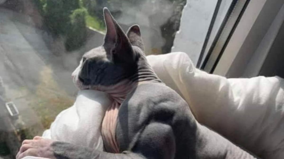 ¡El michi musculoso! Gatito se hace viral por tener 'cuerpo de gimnasio'