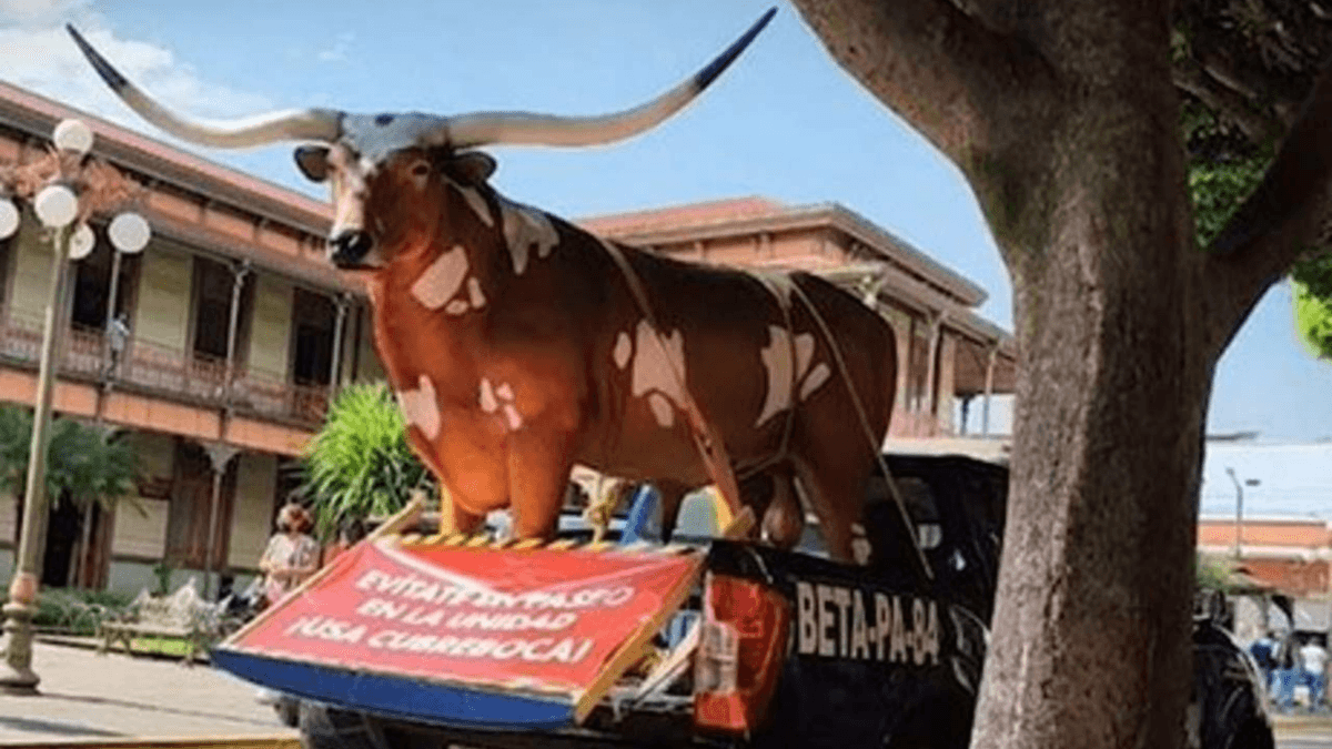 Lanzan creativa campaña con un buey para promover el uso del cubrebocas