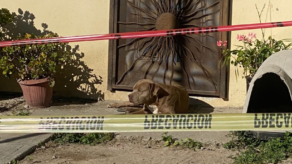 “El Chato”, perrito de la periodista asesinada Lourdes Maldonado, aún la espera en casa