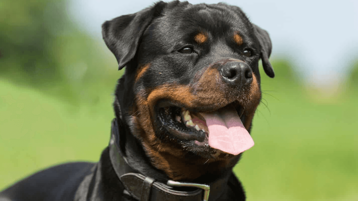 Aumenta 275% el robo de perritos: los venden o usan para peleas