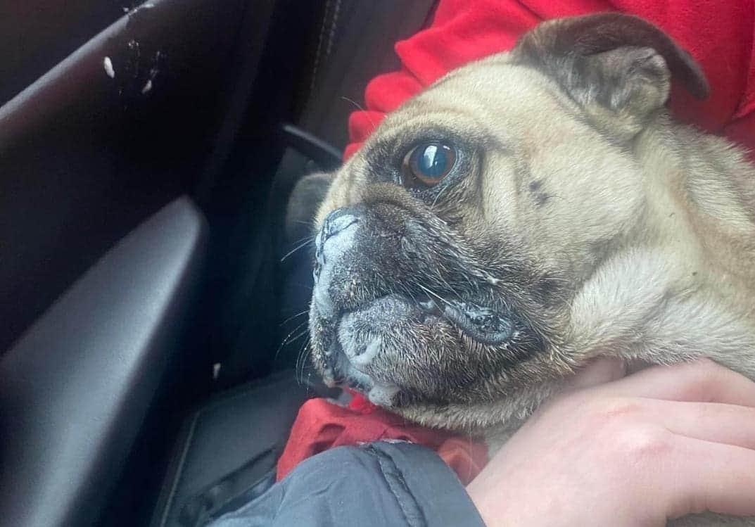 Sujeto ha envenenado a más de 20 mascotas con peligrosa sustancia en Nuevo León