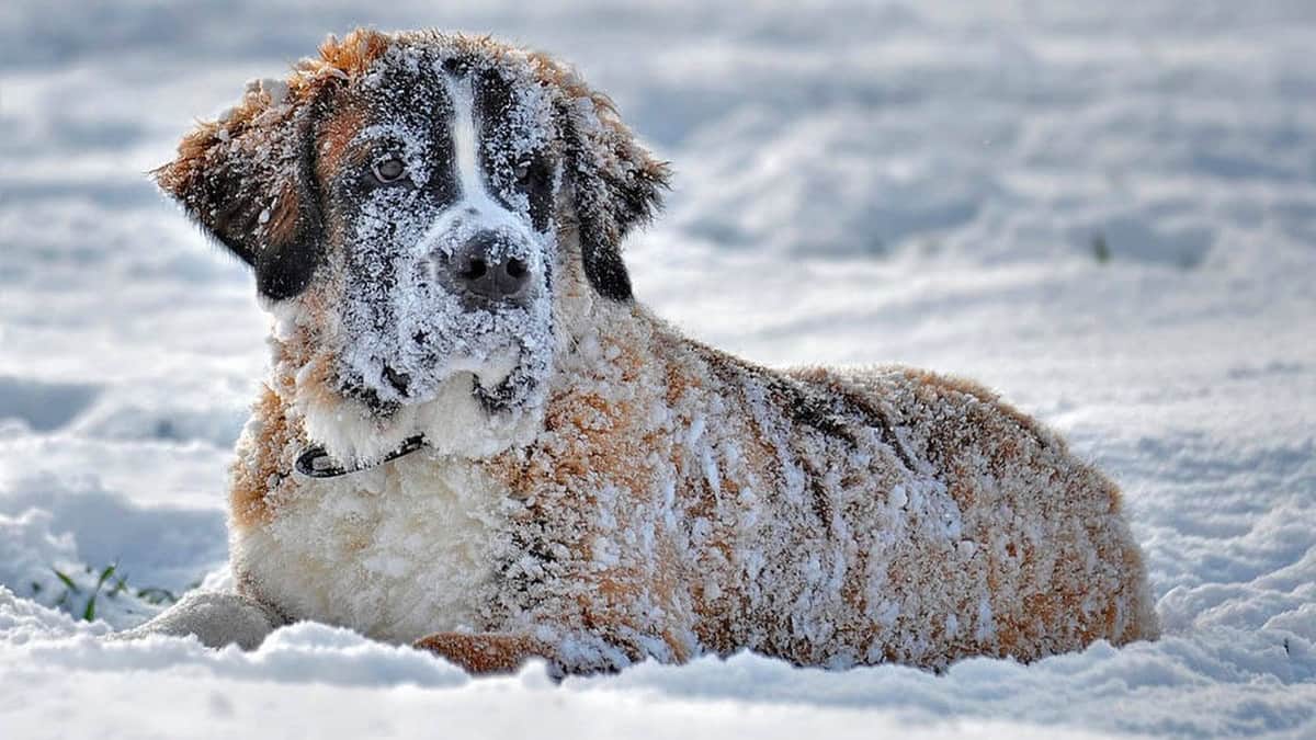 Abrazada a un perro, niña sobrevive a una fuerte tormenta de nieve en Rusia