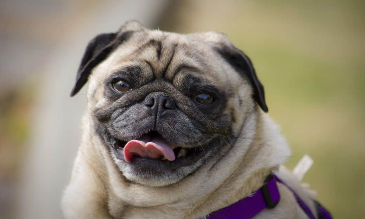 Veterinarios piden que dejes de comprar pugs; esta es la razón