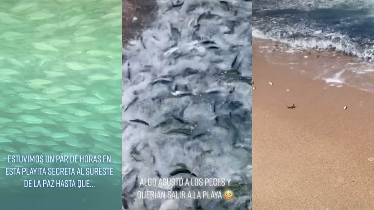 VIDEO: Captan a cientos de peces "intentando escapar del mar" en playa mexicana
