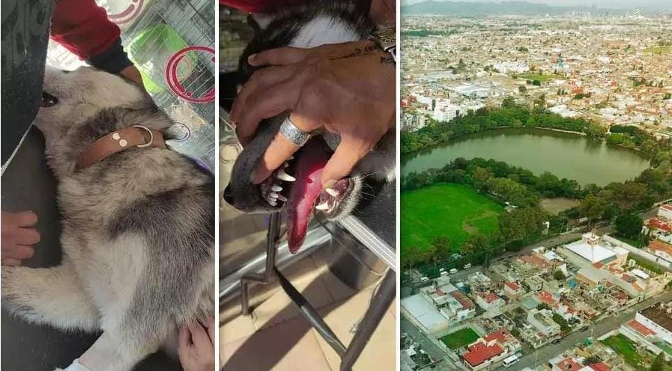 Envenenan a perritos en laguna de San Baltazar en Puebla