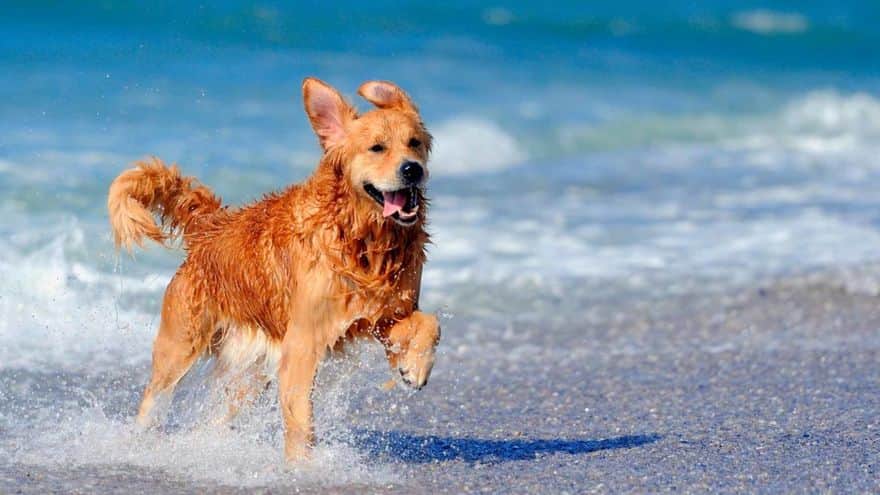 Un hombre muere ahogado al intentar rescatar a su perro en el mar