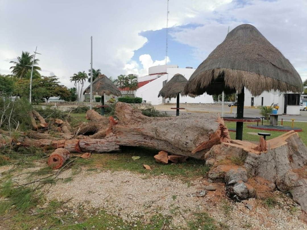 Derriban decenas de árboles en buen estado en bulevar Bahía de Chetumal