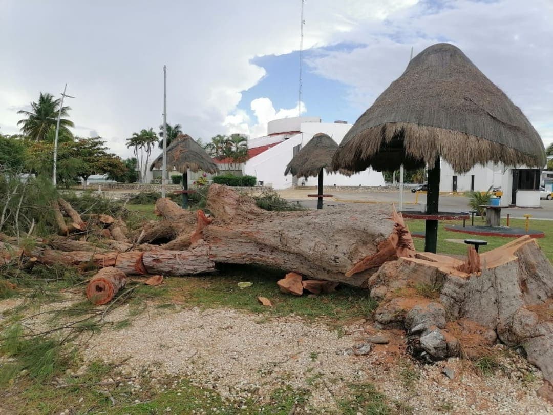 Derriban decenas de árboles en buen estado en bulevar Bahía de Chetumal