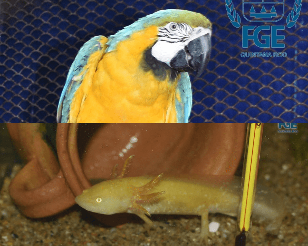 Rescatan a más de 300 animales, exóticos y domésticos, en cautiverio en Chetumal