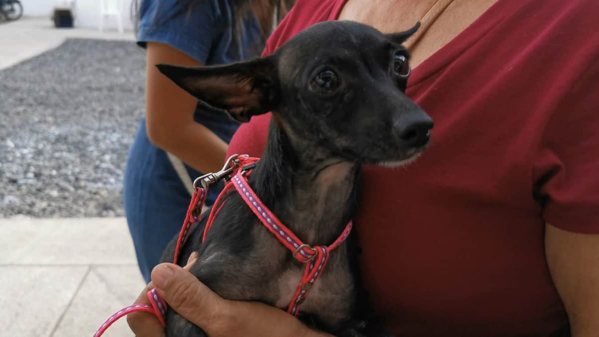Rescatan a 30 perros en malas condiciones de un “albergue” en Azcapotzalco