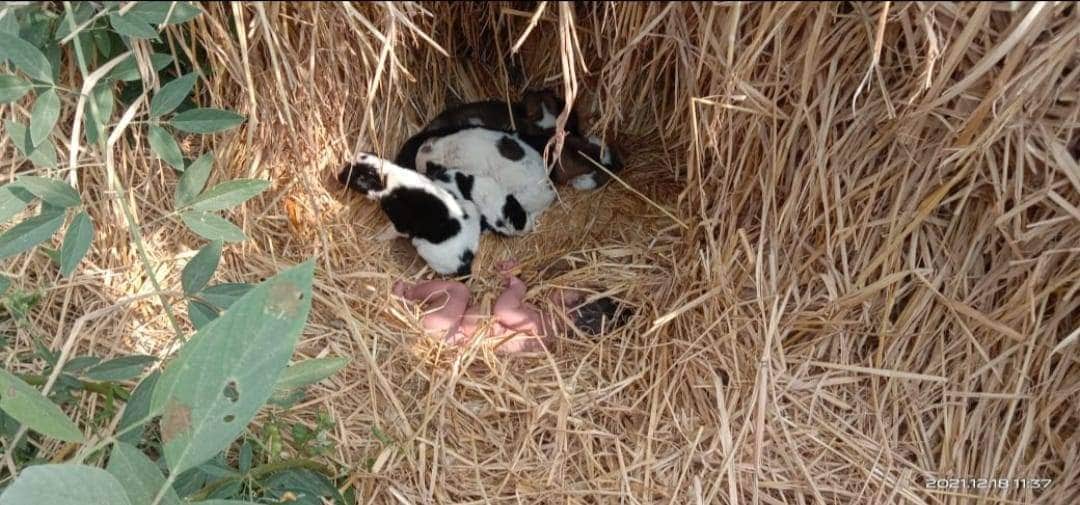 Perrita salva bebé abandonada con sus cachorros, al protegerla del frío