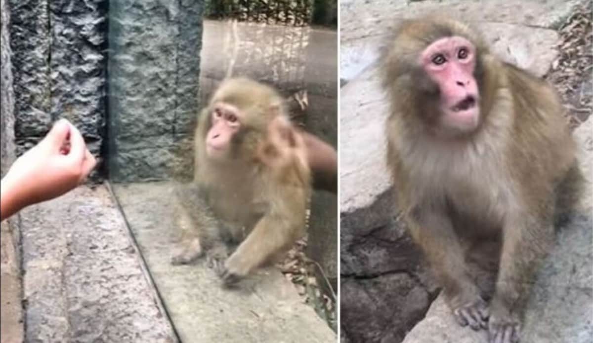 VIDEO: Monito reacciona a trucos de magia y se vuelve viral en TikTok