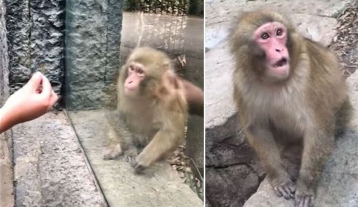 VIDEO: Monito reacciona a trucos de magia y se vuelve viral en TikTok