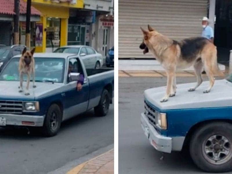 Sacan a pasear a perrito ¡sobre el cofre de camioneta! Y se vuelve viral
