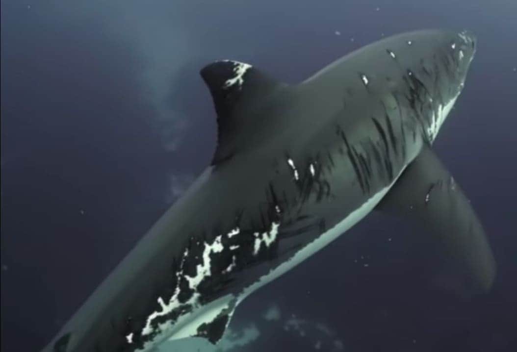VIDEO: Captan enorme tiburón blanco con mayor número de heridas en el mundo