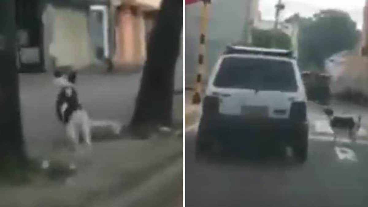 VIDEO: Perrita corre tras el auto de su familia luego de que la abandonaran en una calle