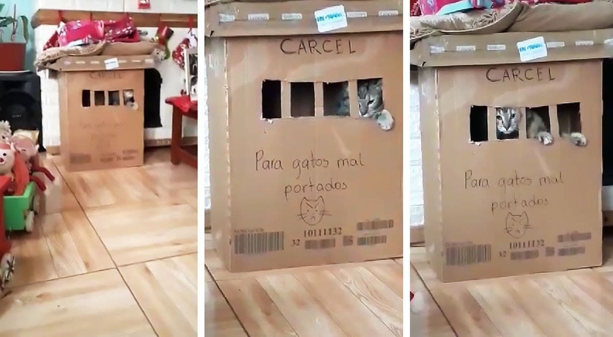 Gatito se viraliza al ser encerrado en una “cárcel” de cartón que hizo su dueña