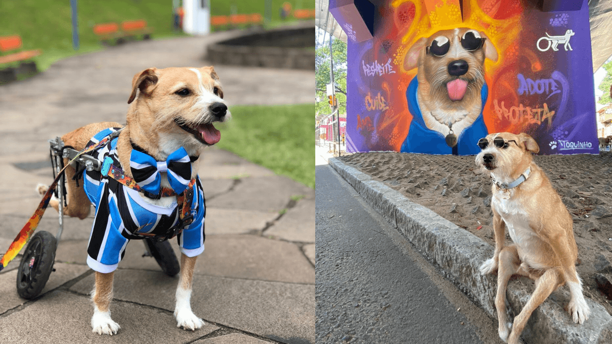 VIDEO: Rinden homenaje a perrito parapléjico; el mural busca concientizar la adopción y donación