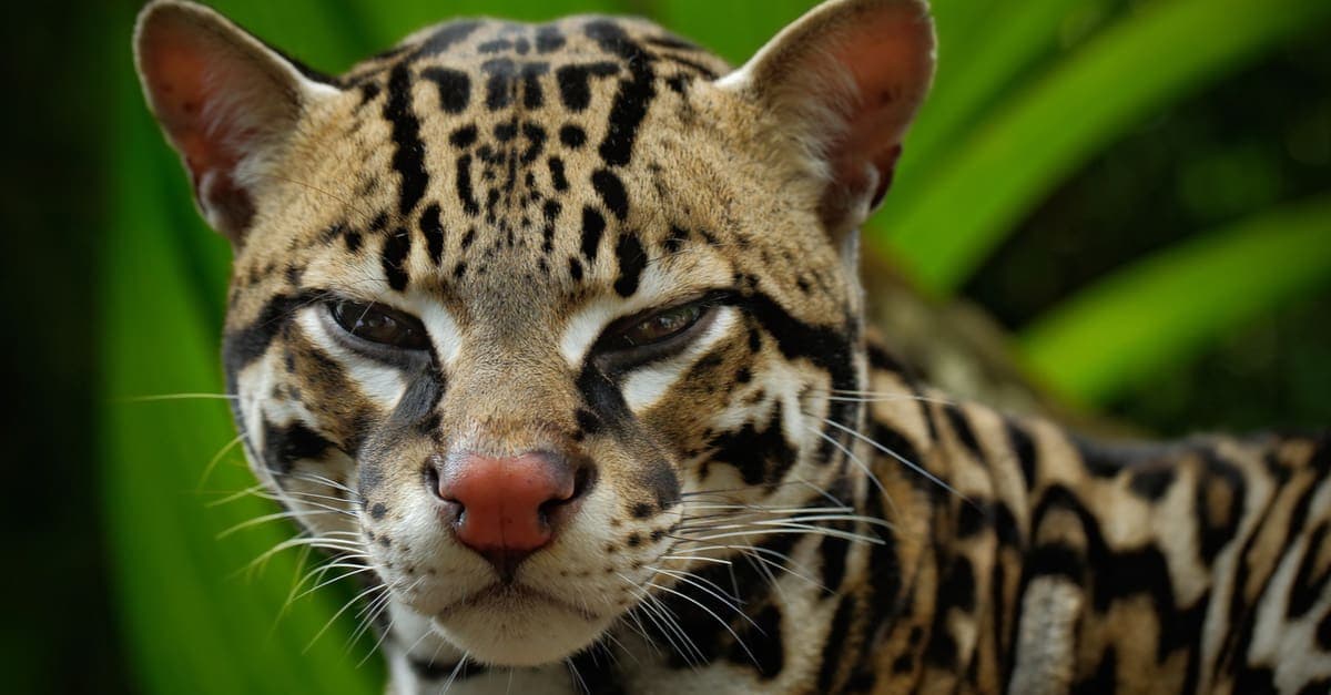 Pierde la vida atropellado cría de ocelote en Cancún