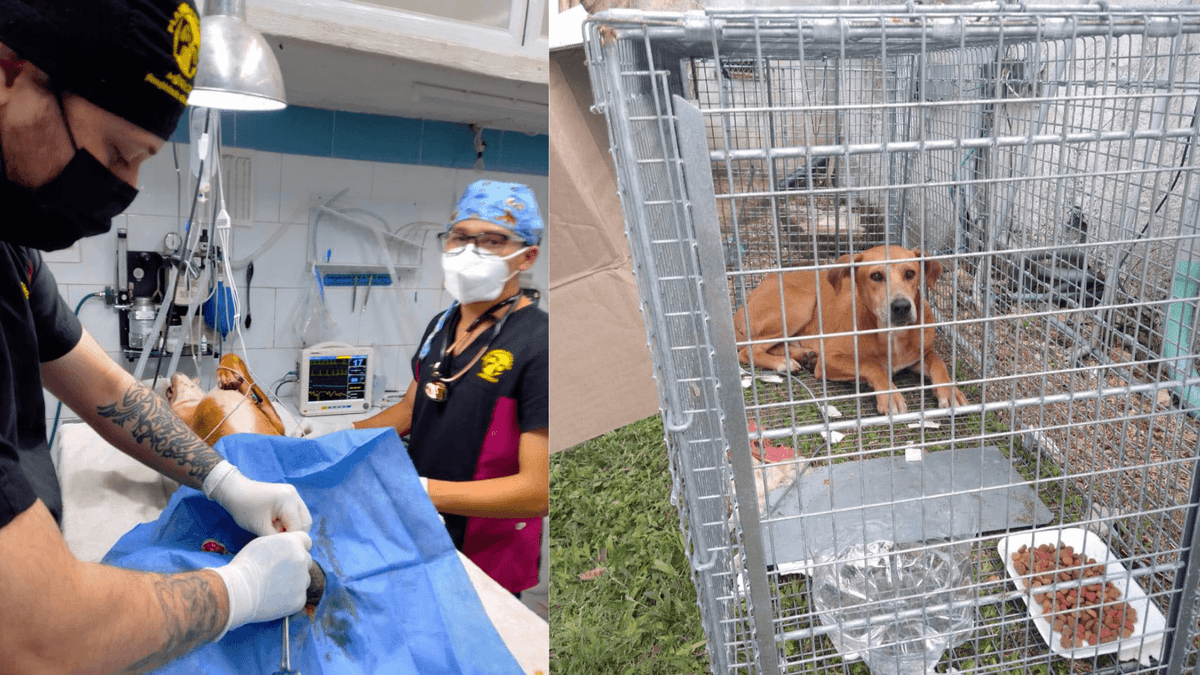 Veterinarios atenderán a lomitos callejeros de Chichén Itzá; ya atraparon al primero