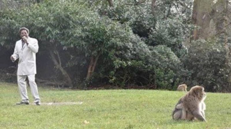 Santuario realiza serenata para incitar el apareamiento entre monos