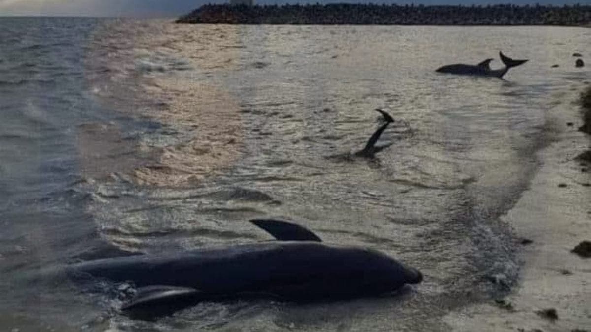 Encallan tres delfines en Puerto Cancún