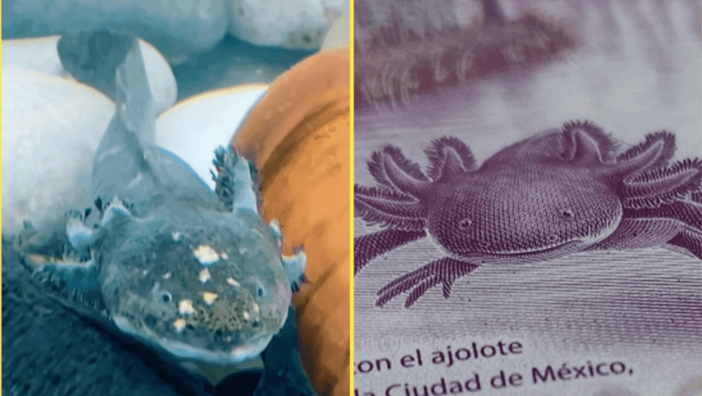 ¡Si existe! Este es el ajolote que inspiró el billete de 50 pesos