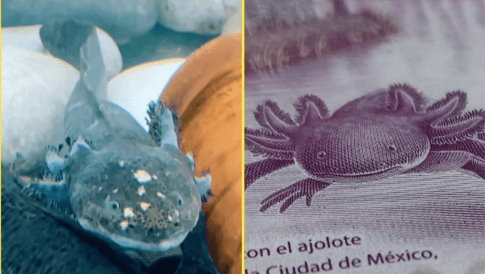 ¡Si existe! Este es el ajolote que inspiró el billete de 50 pesos