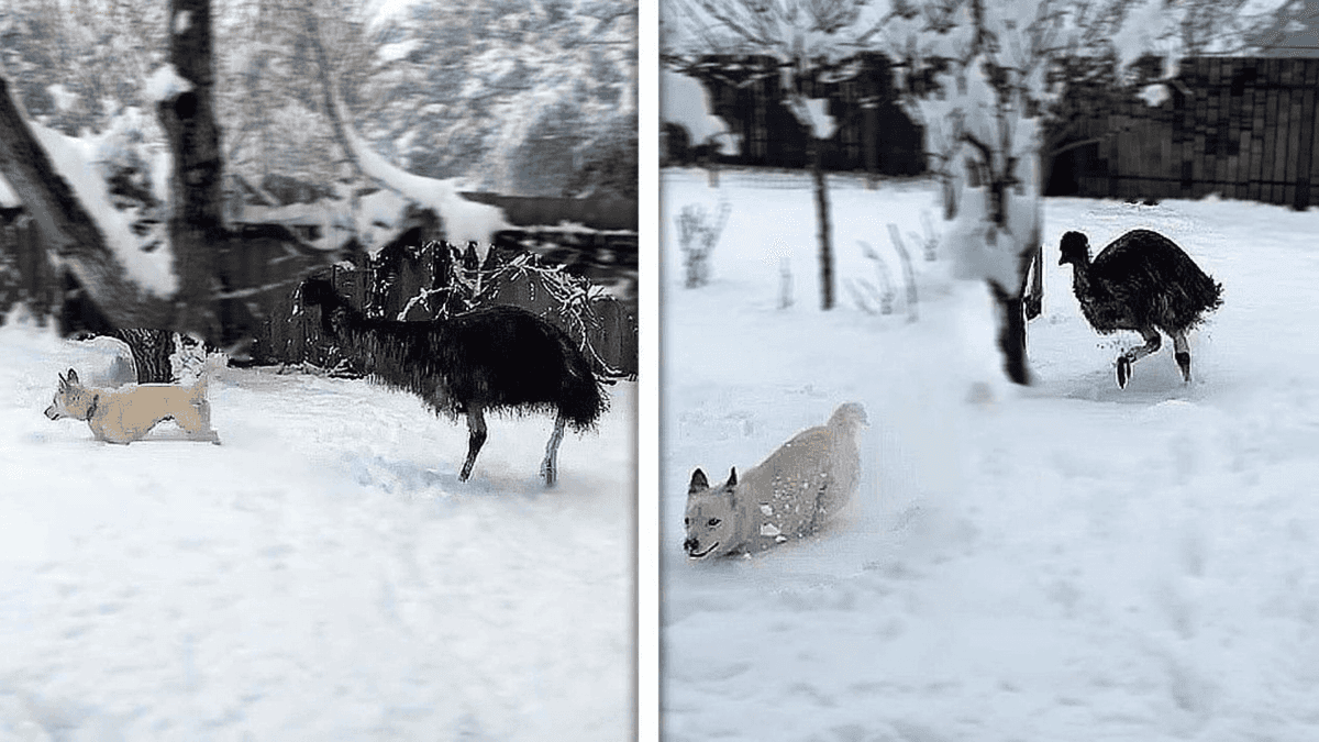VIDEO VIRAL: Perrito es perseguido por un emú mientras juega en la nieve