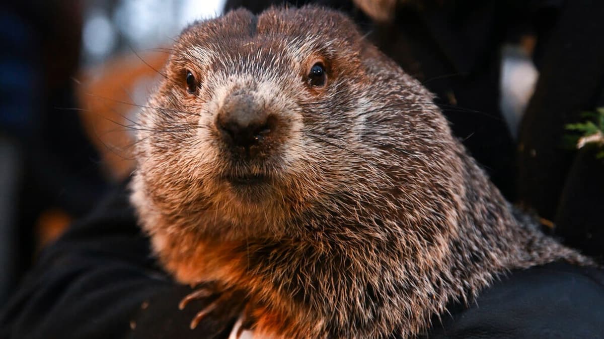 VIDEO: Muere la marmota Milltown Mel justo antes del Día de la Marmota