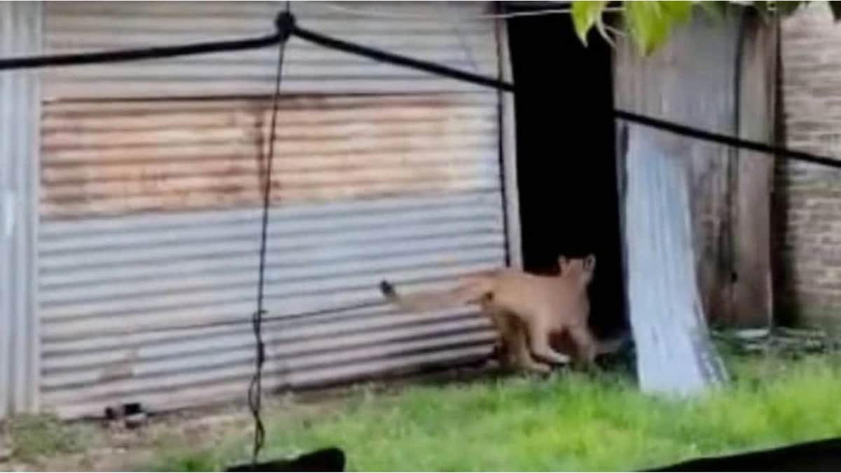 Video: Van a llevar a los niños a la escuela, se encuentran con un puma: 'El perro empezó a ladrar'