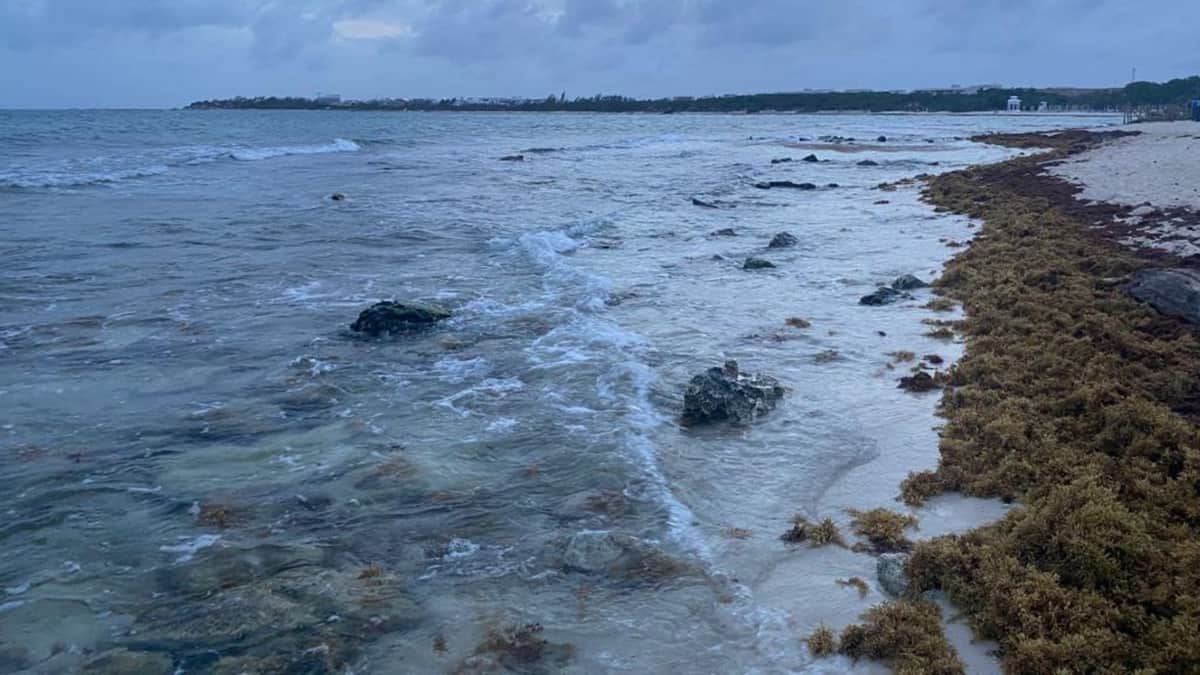 Sancionará Zofemat a concesionarios que no limpien sargazo en Playa del Carmen