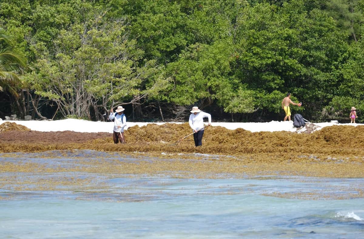 Toman medidas para atender primer arribazón de sargazo