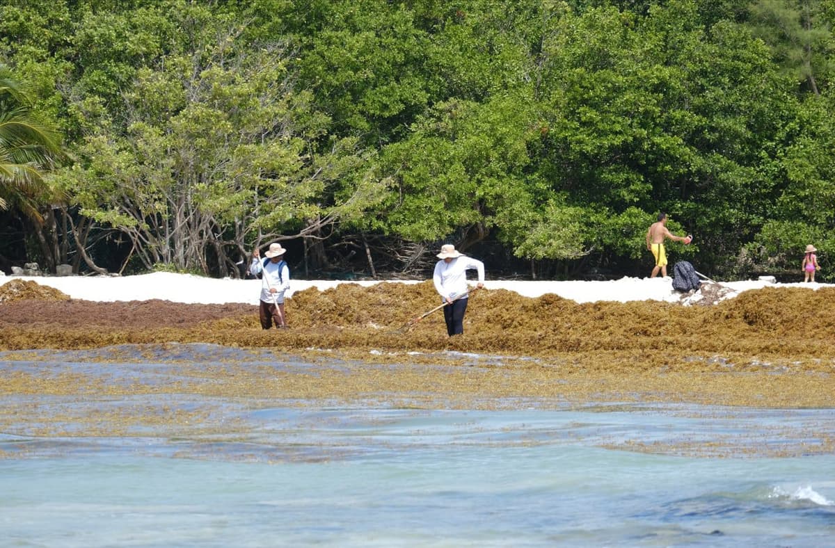 Toman medidas para atender primer arribazón de sargazo