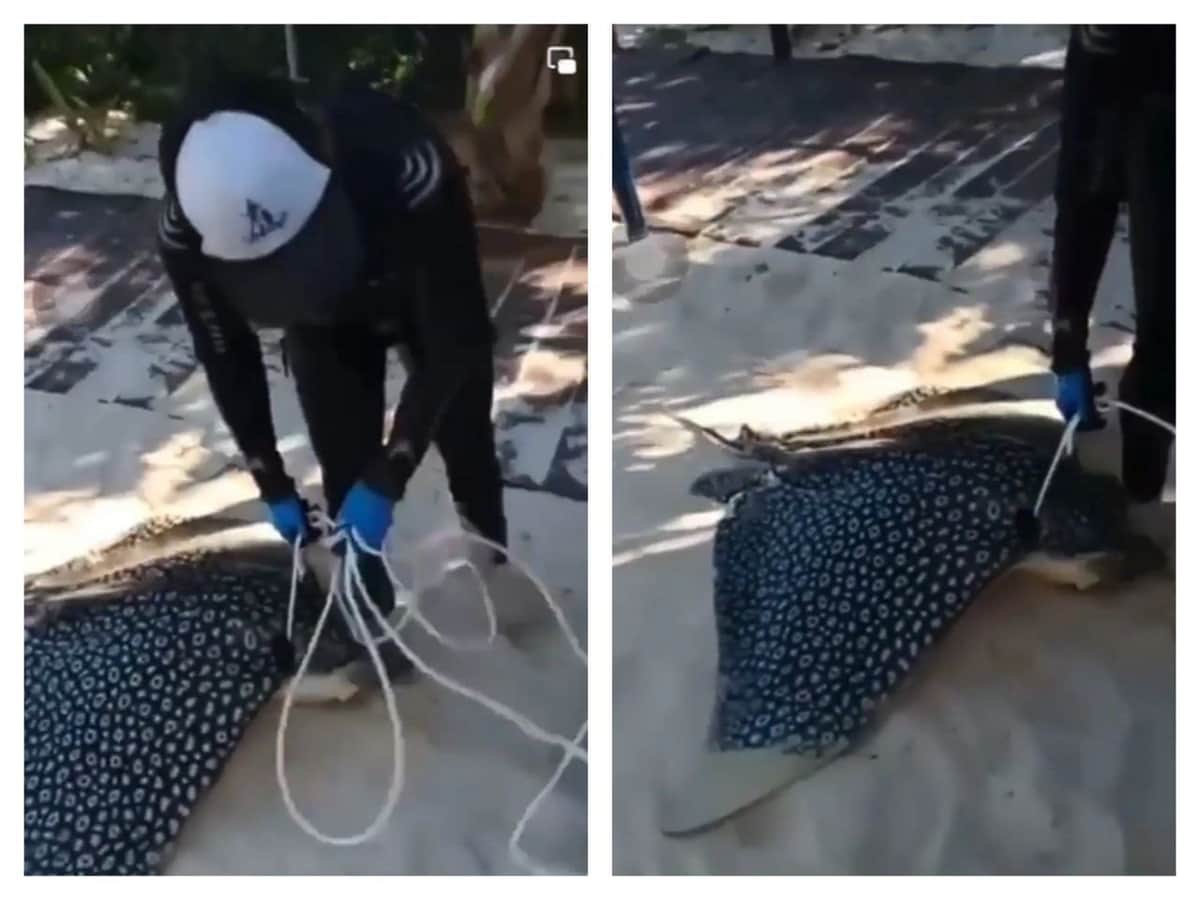 Video: realizan pesca ilegal de mantarraya en Playa del Carmen