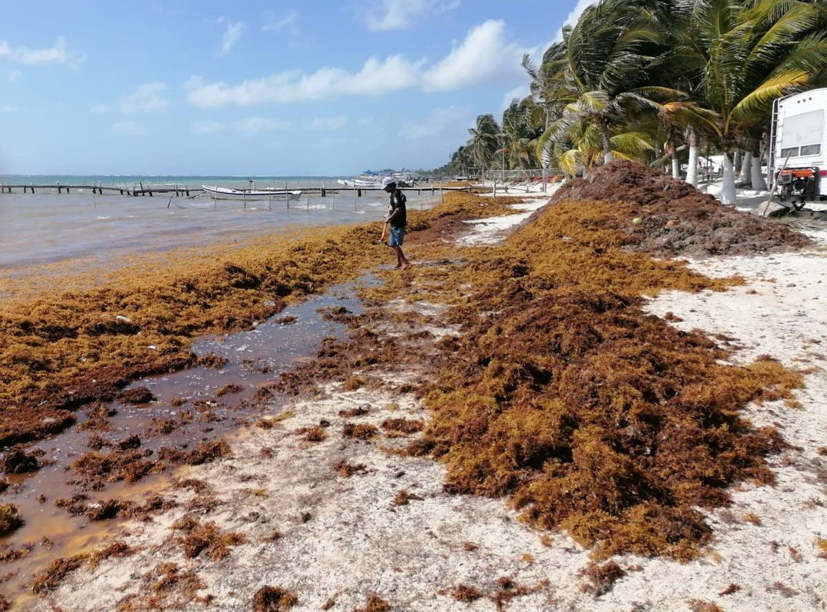 Sargazo ya se acumula en playa de Mahahual