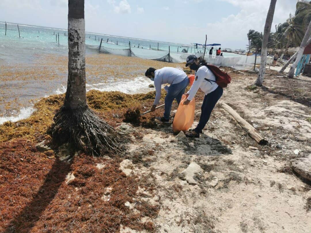 Esperan mayor recale de sargazo en costas de Quintana Roo en unos 15 días