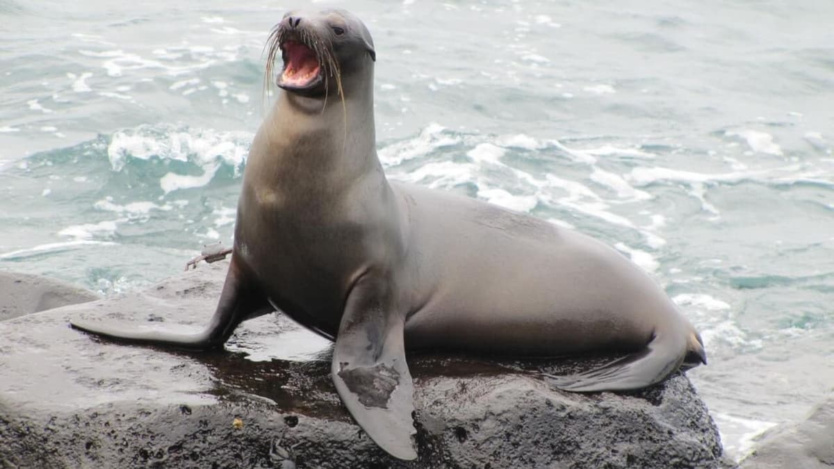 VIDEO VIRAL: Mujer corre de su bote a león marino que era cazado por unas orcas