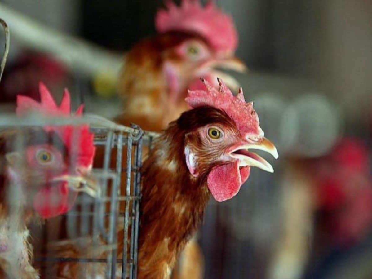 Más de 5 millones de gallinas serán sacrificadas tras segundo brote de gripe aviar