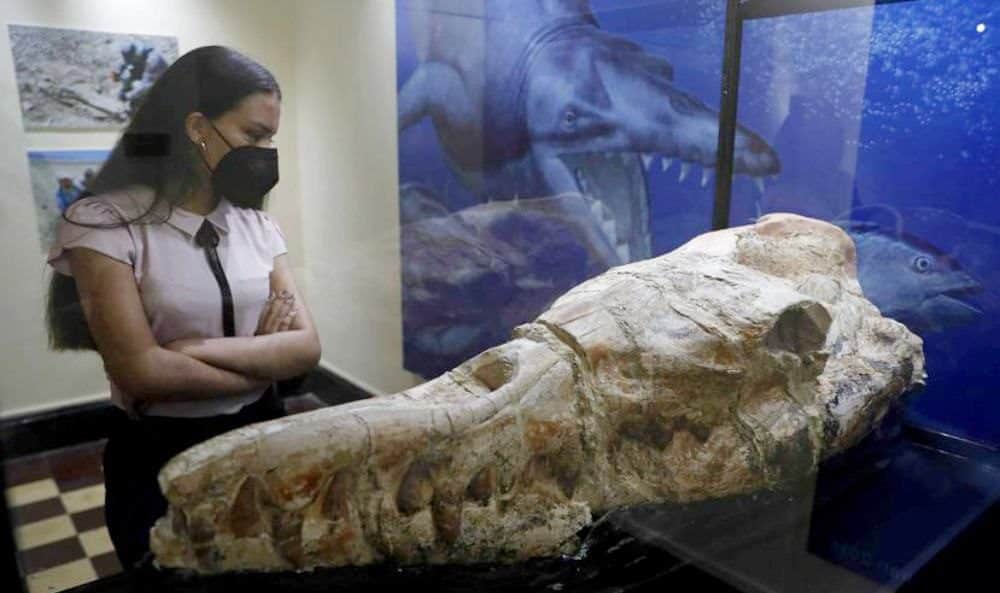 Descubren en Perú fósil de “monstruo marino” de 36 millones de años
