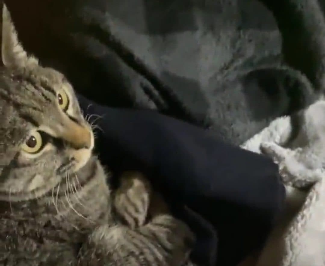 VIDEO: Impresionante reacción de un gato durante el terremoto de 7.3 richter de Japón