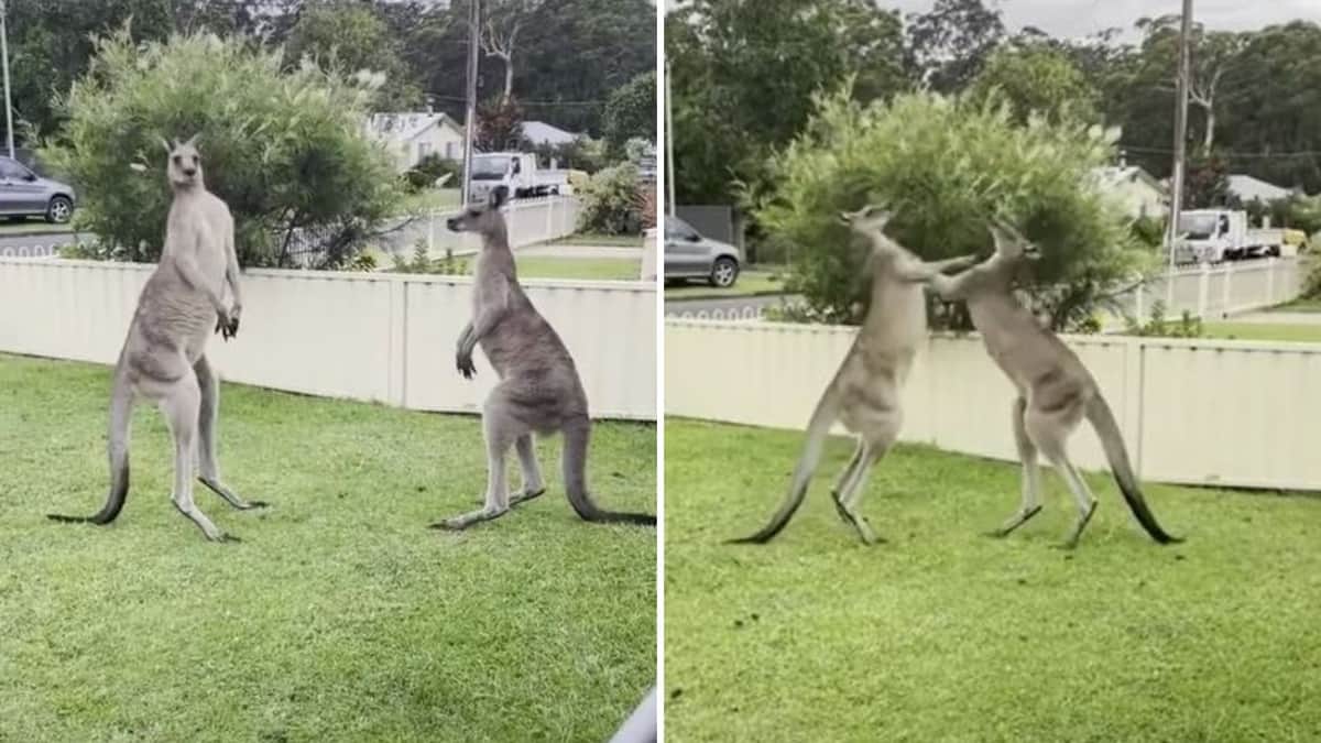 VIDEO: Captan a dos canguros peleando en el patio de una casa por más de un minuto
