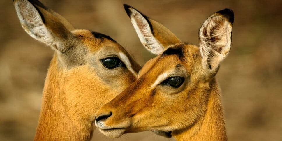 ¿OTRA? Hallan nueva variante de COVID-19 en venados, revela estudio