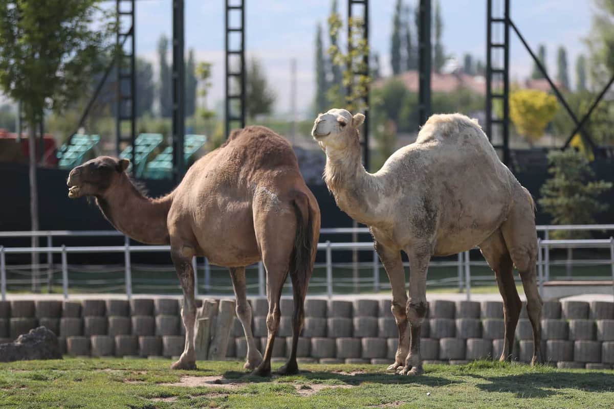 Camello escapa de zoológico, mata a dos personas y ataca a alguaciles en EU