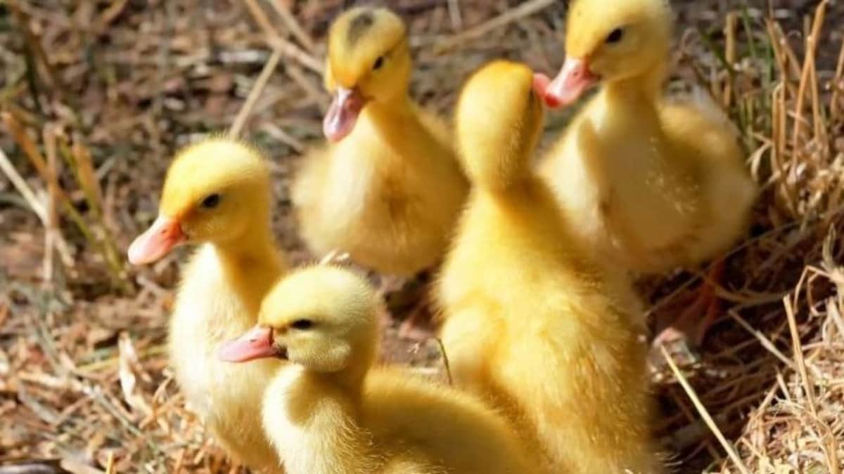 Francia sacrificará a 3 millones de aves por contagios de gripe aviar