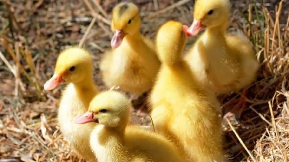 Francia sacrificará a 3 millones de aves por contagios de gripe aviar
