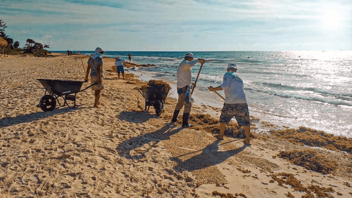 Barcas sargaceras llegarán la siguiente semana a Playa del Carmen