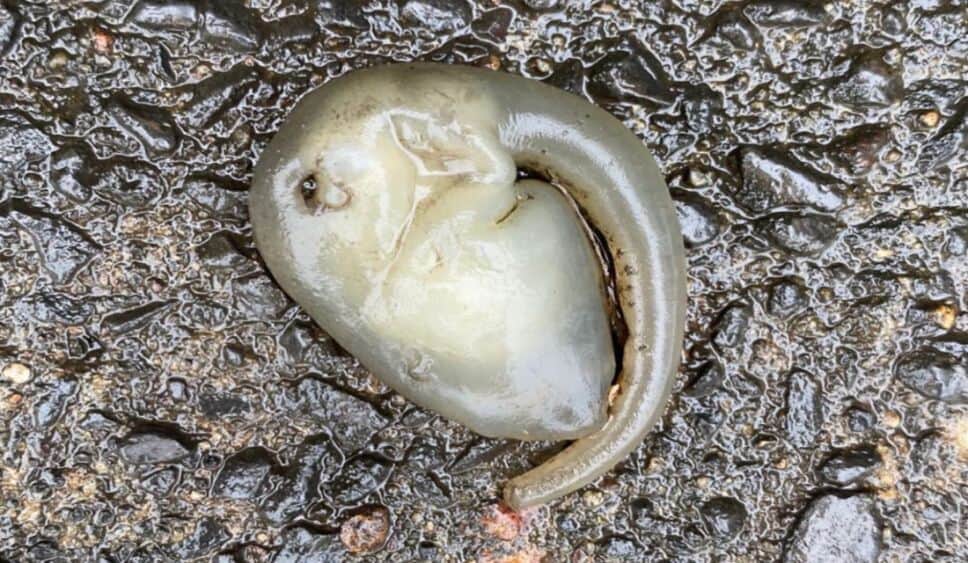 VIDEO: Captan extraña criatura de aspecto “alienígena” en Australia