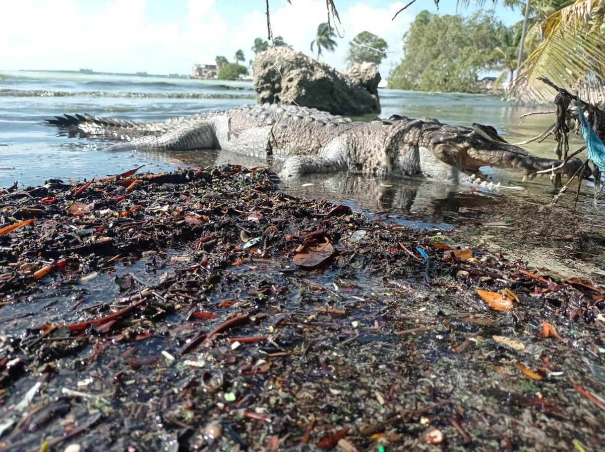 Recala cocodrilo muerto en la bahía de Chetumal